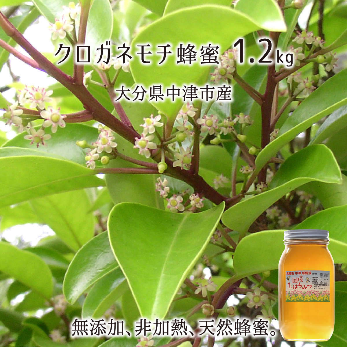 クロガネモチ蜂蜜 糖度80度以上 無添加 非加熱 全原材料国産 天然 純粋