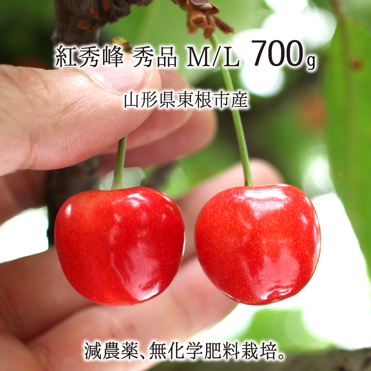 ygtk_t_beni_ml_070_79c6c0a9-