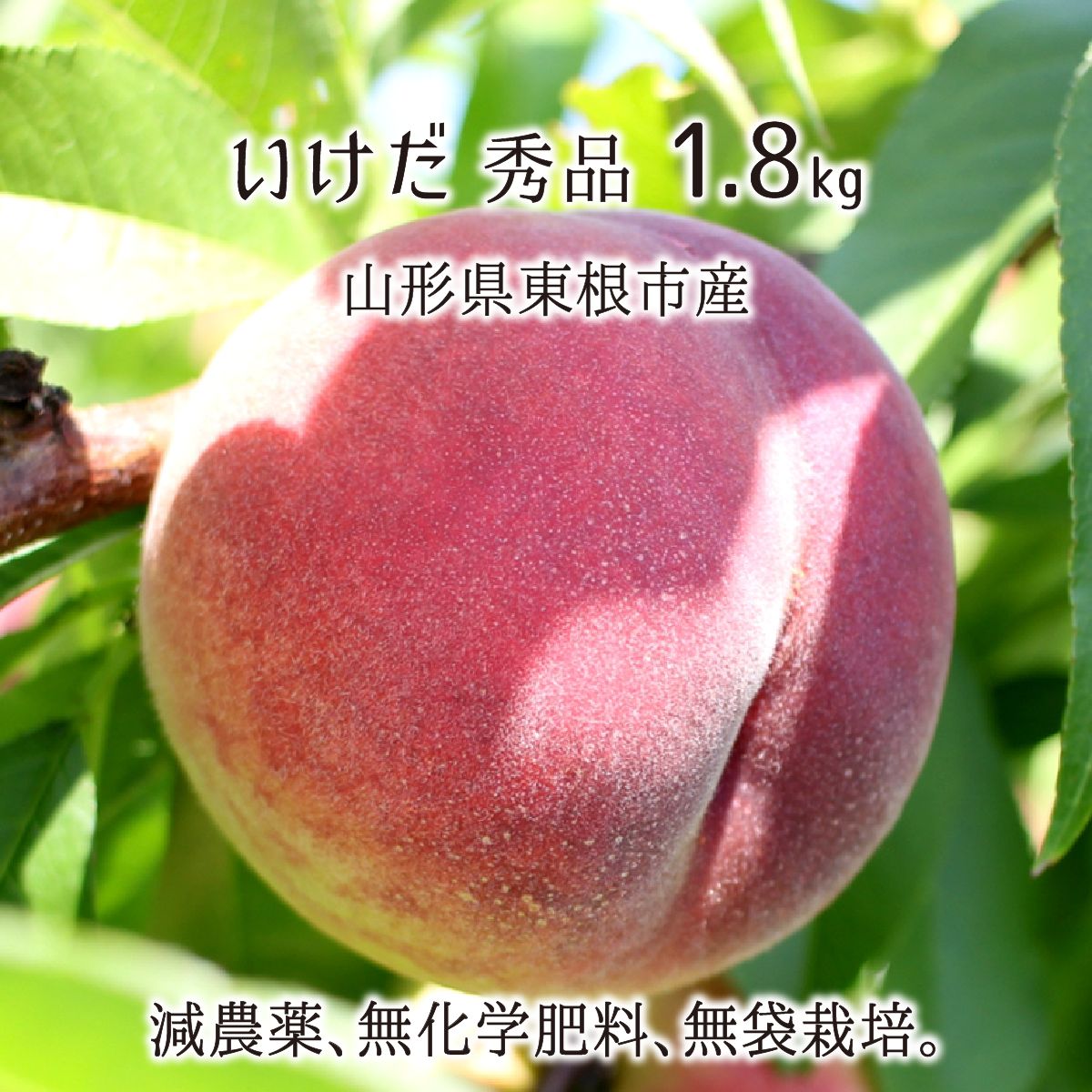 桃 いけだ 秀品 約1.8kg 減農薬 無化学肥料 無袋 特別栽培 山形県東根市産 5～7玉 8月中旬～8月下旬 送料無料 – 産直むすび