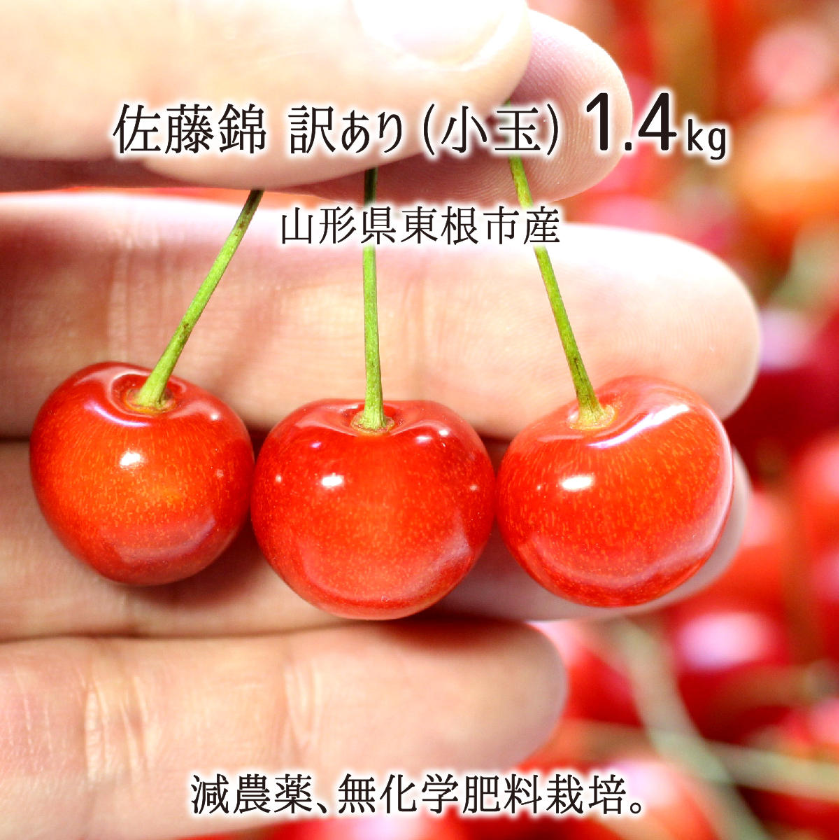 山形県産　訳ありシャイン　キラ子 佐藤錦 訳あり(小玉) 2kg 特別栽培 さくらんぼ 山形県東根市産