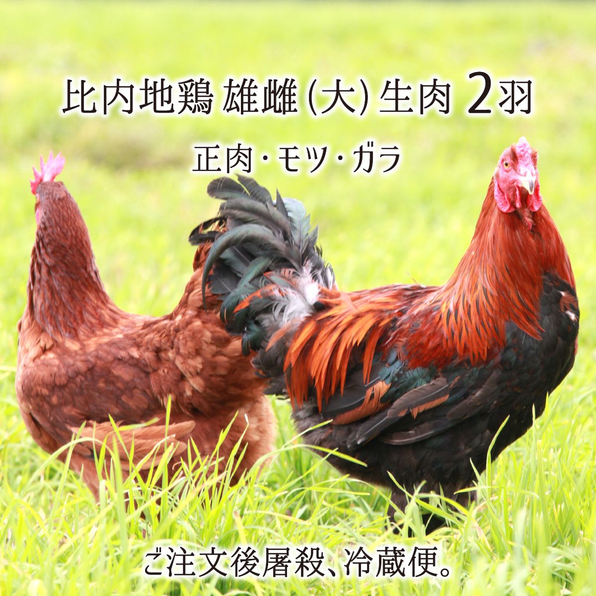 比内地鶏 雄＆雌 大型 2羽 生肉(正肉 約2.7kg・もつ 約320g・ガラ 約