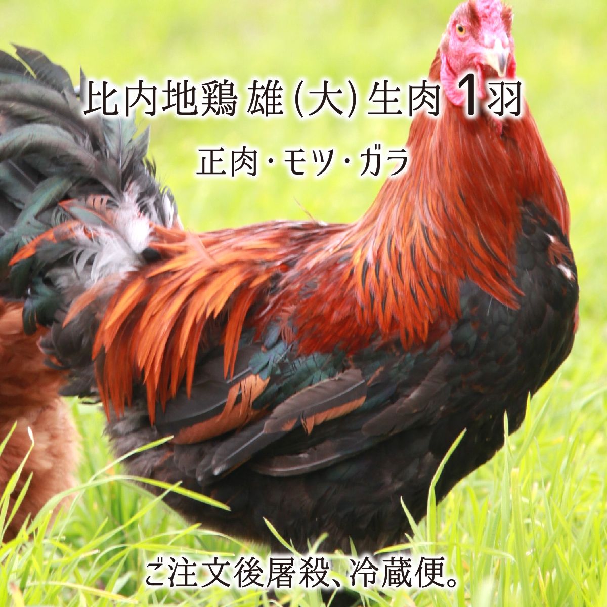 鶏 鶏 – 丹波山本