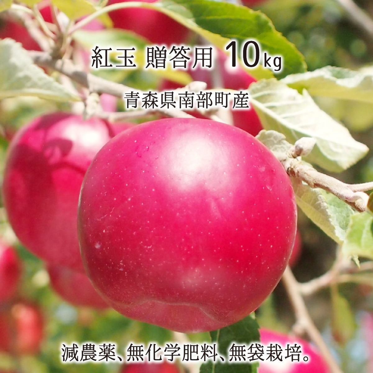 2024新作青森県無農薬紅玉りんご10キロ送料無料 果物