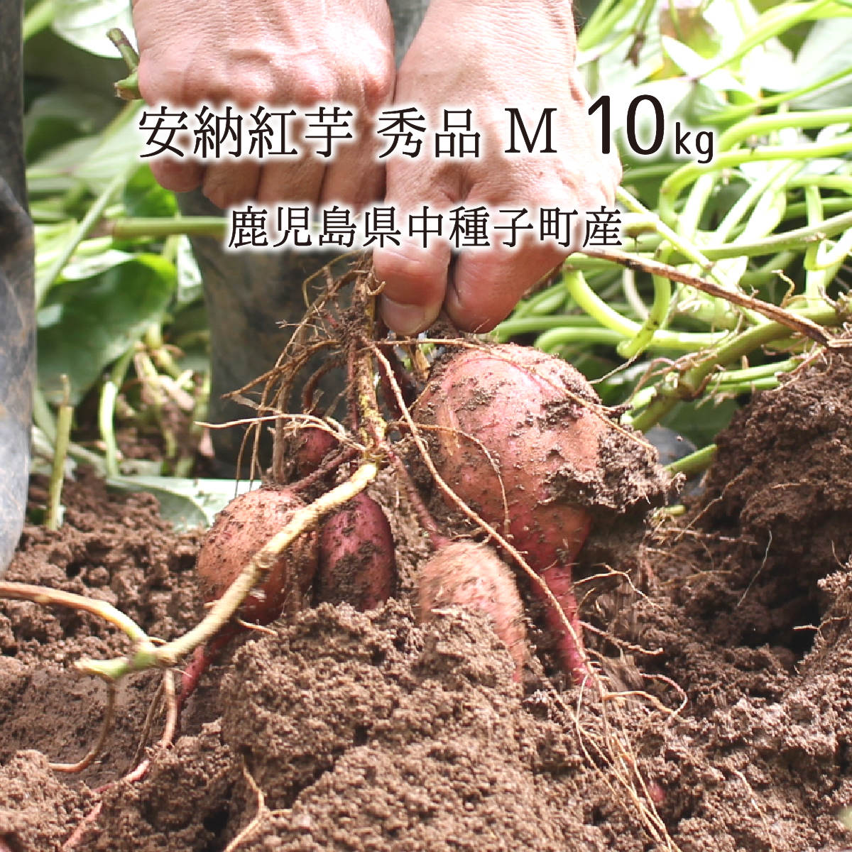 安納紅芋 秀品 M 10kg 種子島 鹿児島県中種子町産 1ヶ月以上貯蔵熟成