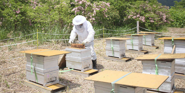 はちみつ② 蜂蜜の品質の良し悪しと、見極め難しい蜂蜜の見分け方。