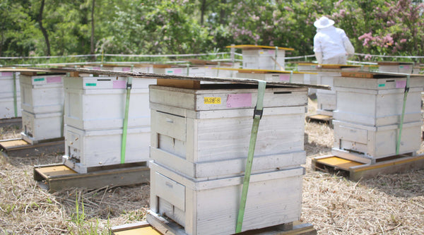 はちみつ③ ミツバチの蜂群育成から蜂蜜採蜜まで、養蜂家のお仕事。