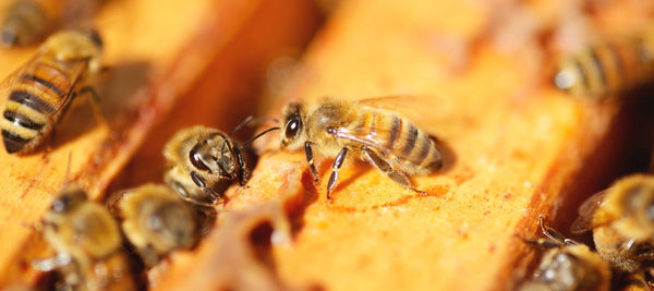 はちみつ④ 花蜜から糖度80以上の蜂蜜へ、ミツバチの蜂蜜作り工程。