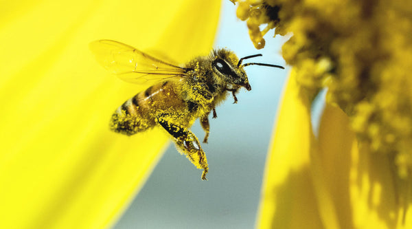 ミツバチの減少② 原因は気候？農薬？絶滅してしまったら、起こり得る世界。
