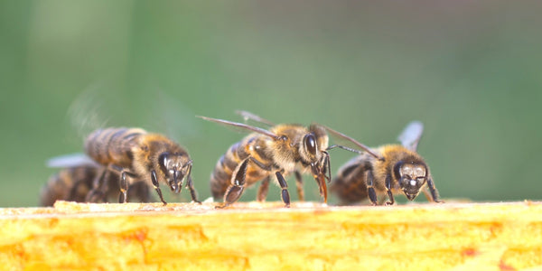 ミツバチの減少① 世界農作物の1/3の受粉を担う大恩も、絶滅へ向かう危機