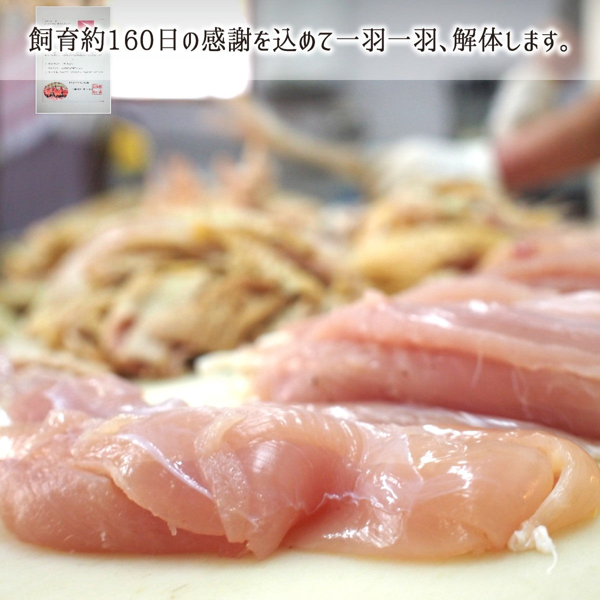 西望作　母子陽春　親子鶏 よさこい尾鶏 | 高知県大月町の特産品通販「おおつきマルシェ」