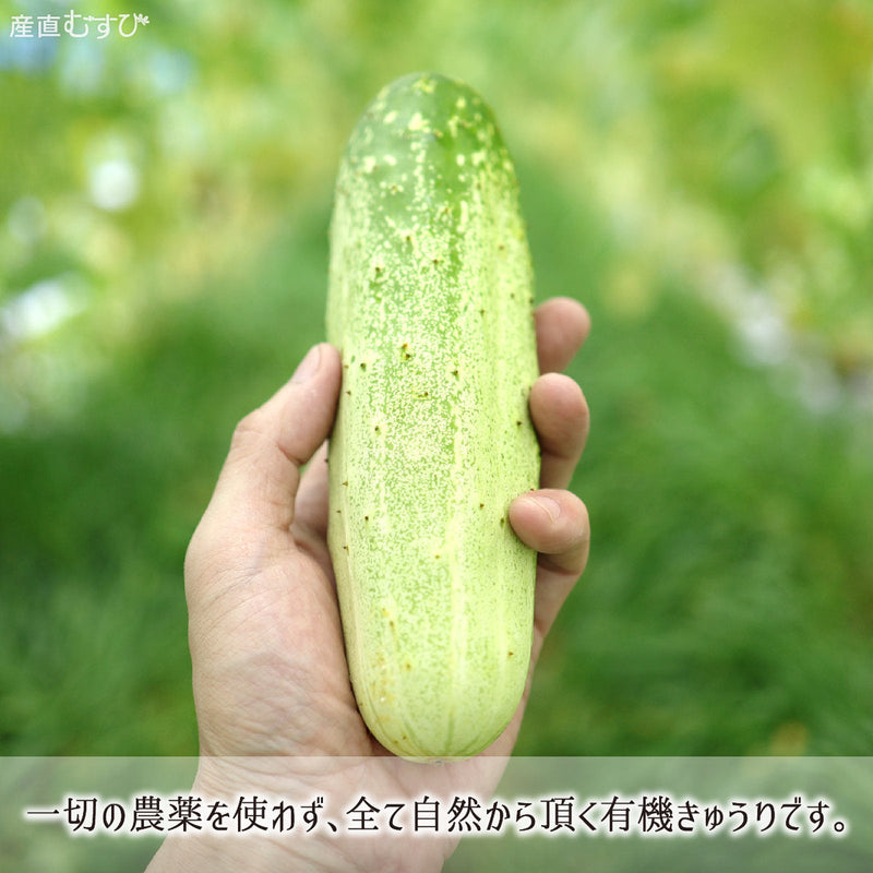 無農薬栽培で育まれた八戸夏の風物詩の糠塚きゅうり