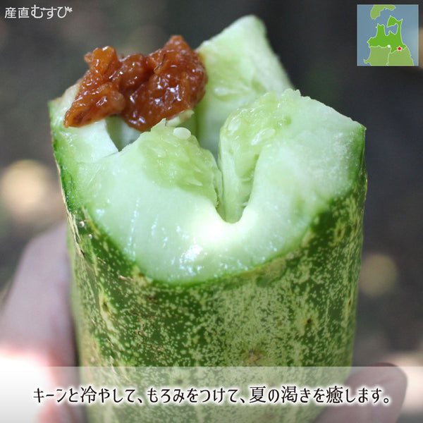 もろみ味噌をつけて食す夏の渇きを潤す糠塚きゅうり