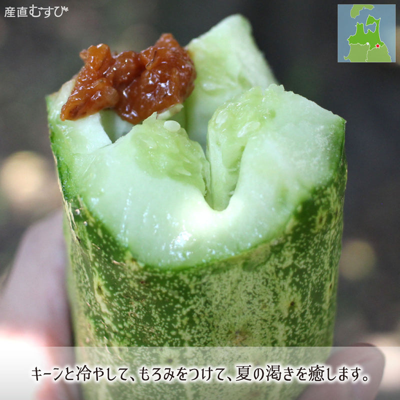 もろみ味噌をつけて食す夏の渇きを潤す糠塚きゅうり