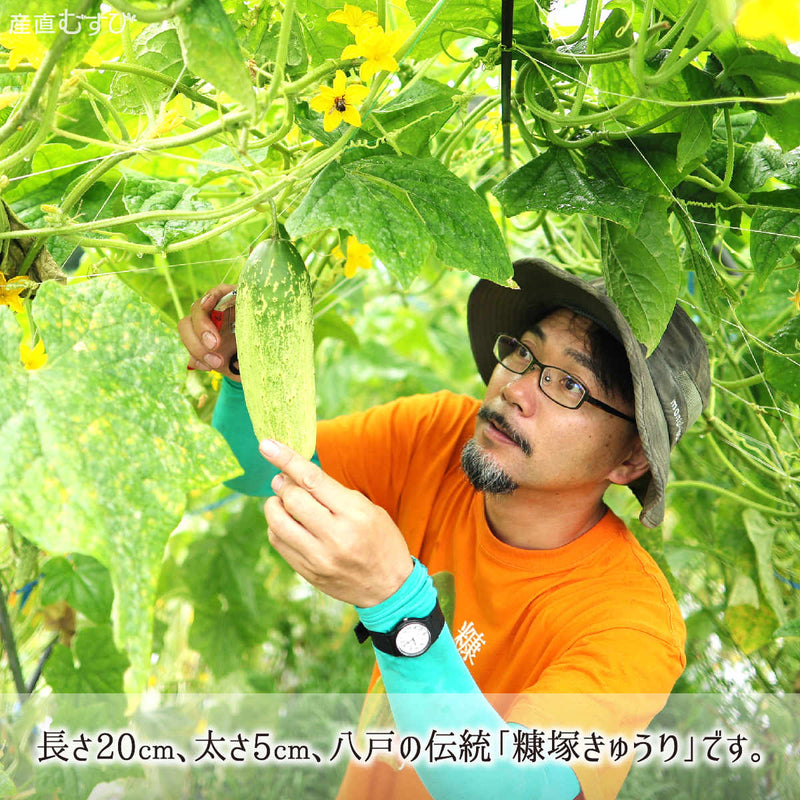 長さ20cm太さ5cmになる八戸伝統野菜の糠塚きゅうり