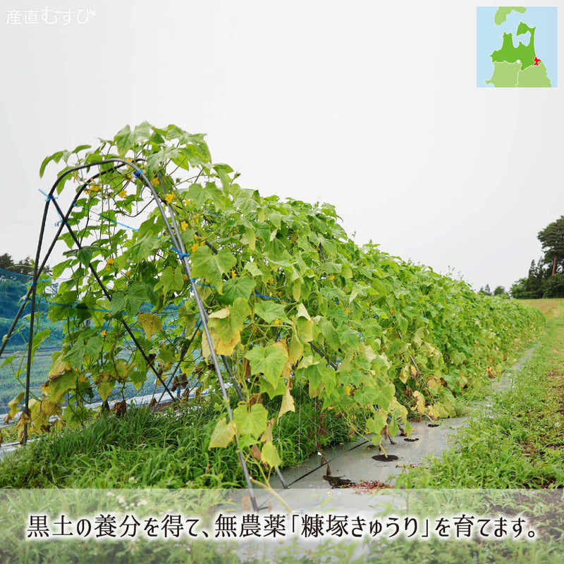 無農薬きゅうりが育つ黒土が広がる青森県八戸市南郷