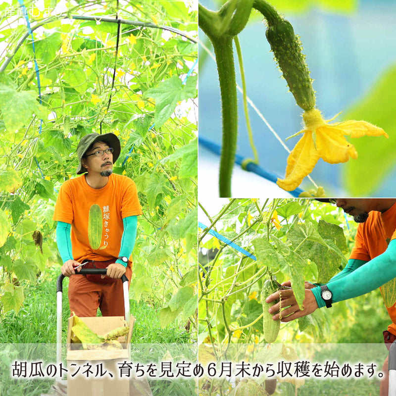6月末～8月中旬に迎える無農薬糠塚きゅうりの収穫期