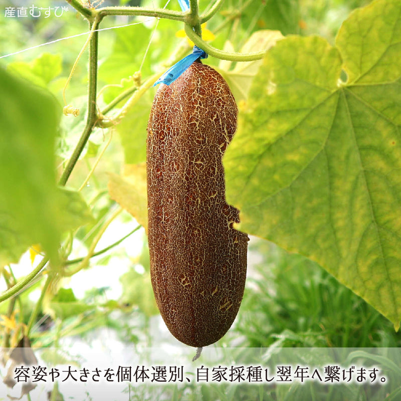 自家採種し次代へ繋げる八戸伝統野菜の糠塚きゅうり