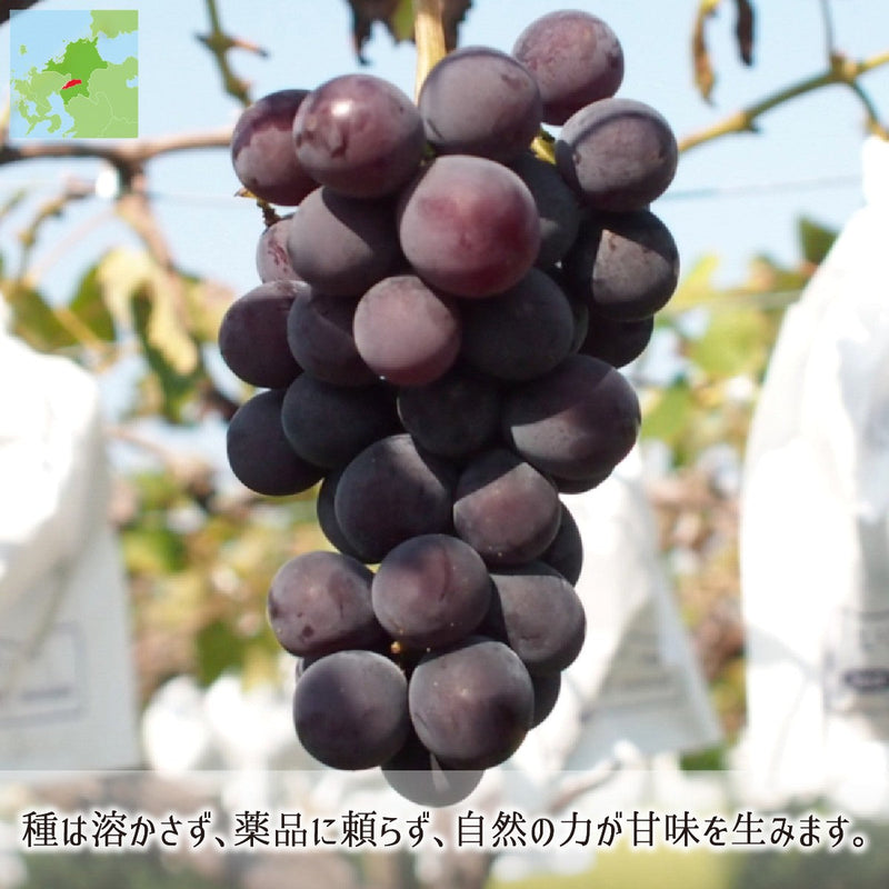 巨峰,種あり