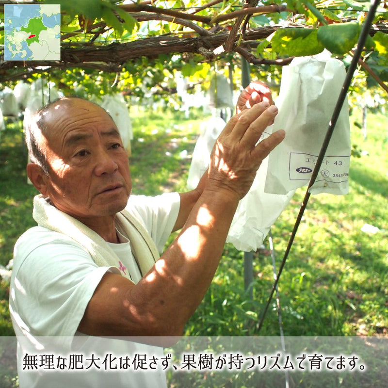 巨峰,減農薬
