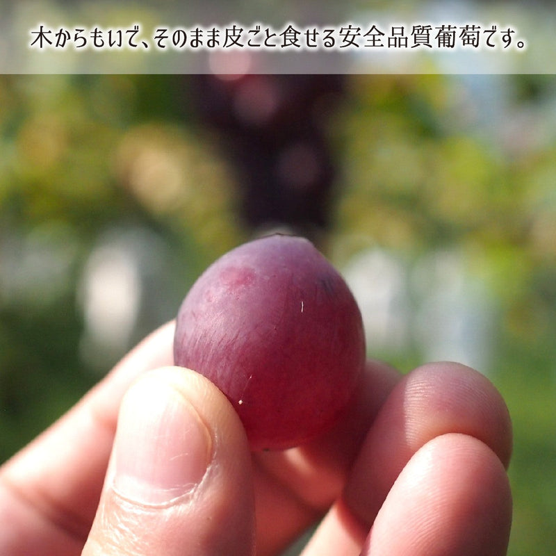 シャインマスカット,無農薬