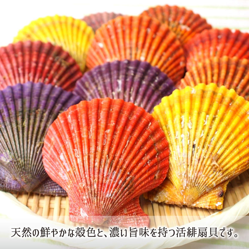 鮮やかな天然殻色と濃い旨味の大分県産活ヒオウギ貝