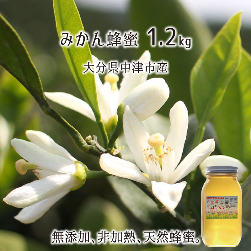 ミカン蜂蜜 糖度80度以上 無添加 非加熱 全原材料国産 天然 純粋蜂蜜 大分県耶馬渓産 2025年採蜜 みかん蜜1200g 送料無料
