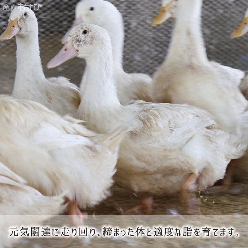 弾力の鴨肉質と適度な脂を育む鴨舎内を走り回る合鴨