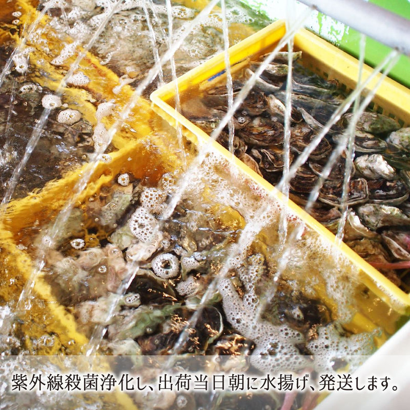 隠岐の島,岩かき