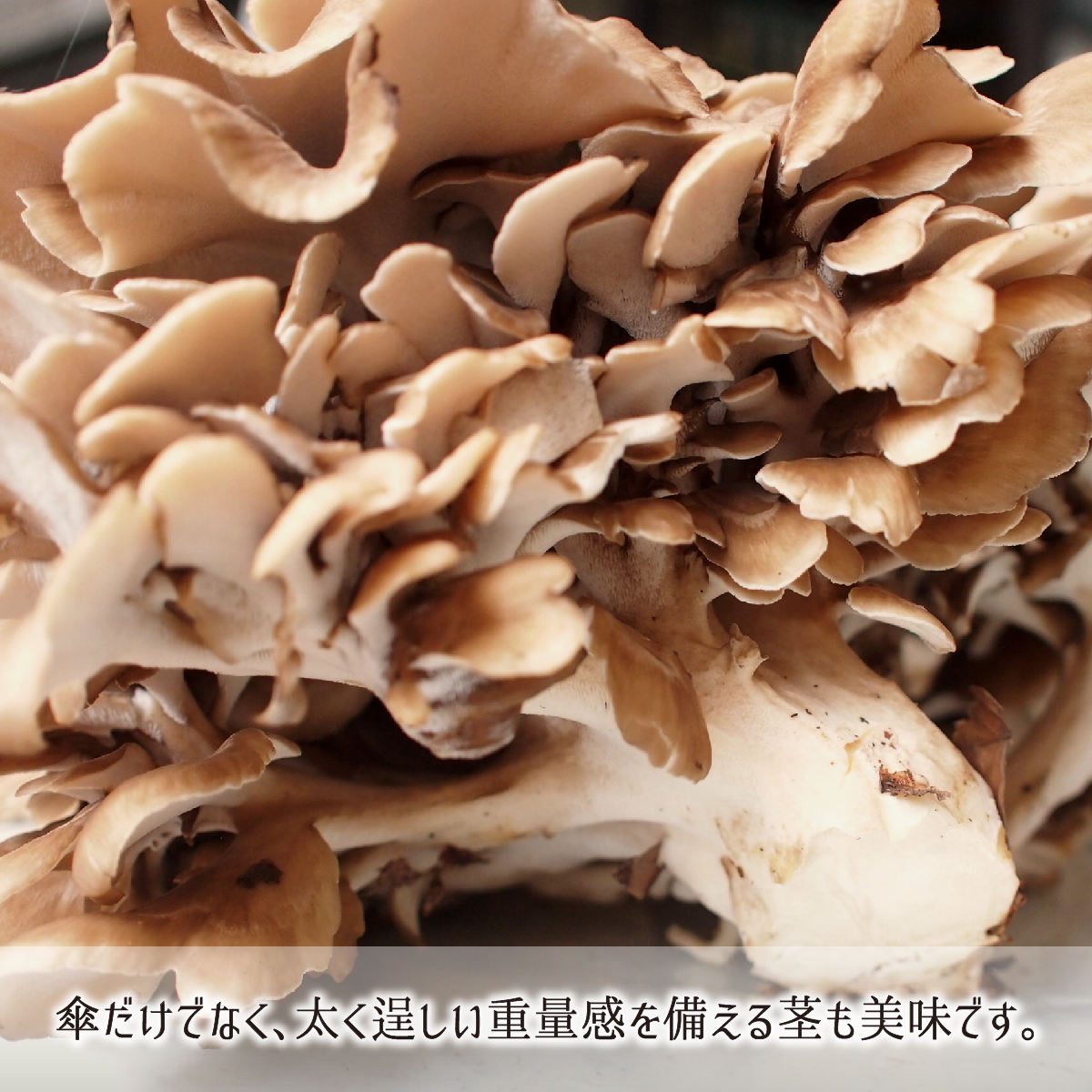 原木舞茸 1kg(1～3株) 山形県真室川町産 無農薬 無肥料 自然栽培 収穫 