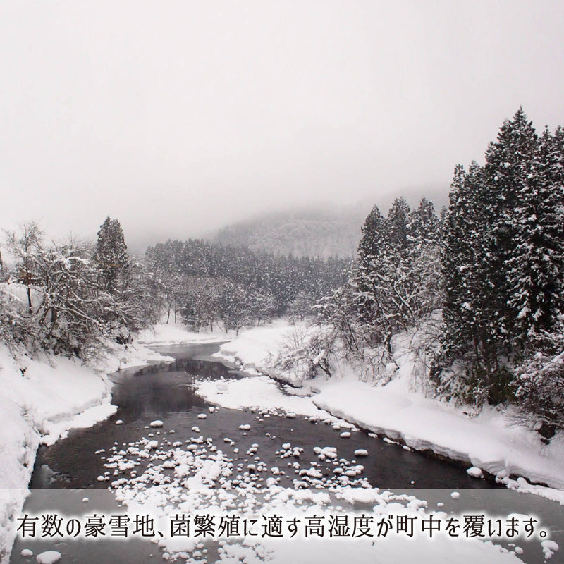 舞茸,山形県