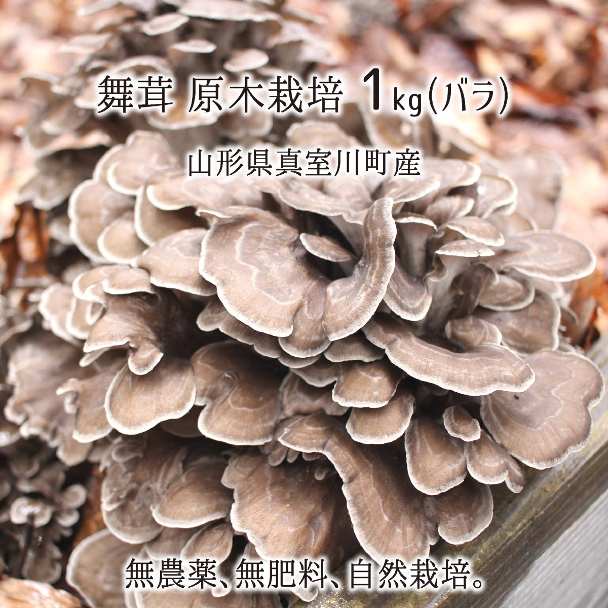 舞茸(山形産) – 産直むすび