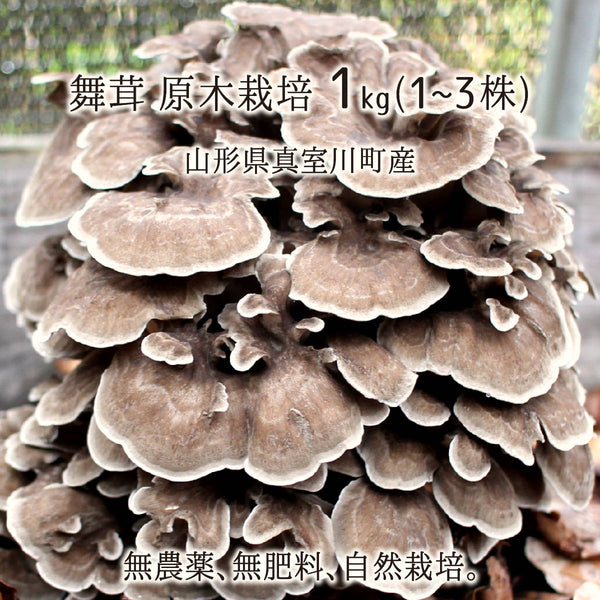 原木舞茸 1kg(1～3株) 山形県真室川町産 無農薬 無肥料 自然栽培