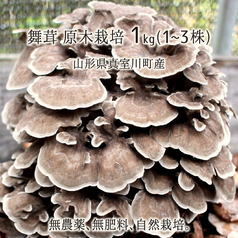 舞茸,1kg