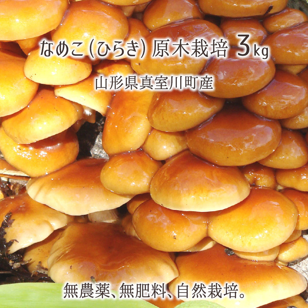 原木なめこ 3kg(ひらき) 山形県真室川町産 無農薬 無肥料 自然