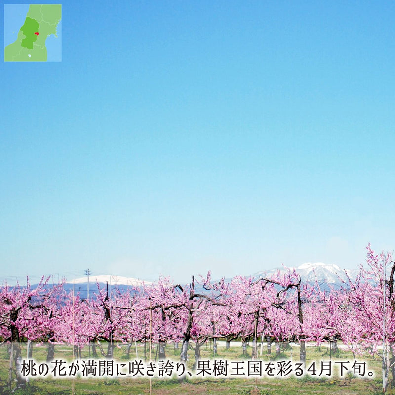 大きい寒暖差の果樹王国山形県東根で咲き誇る桃の花