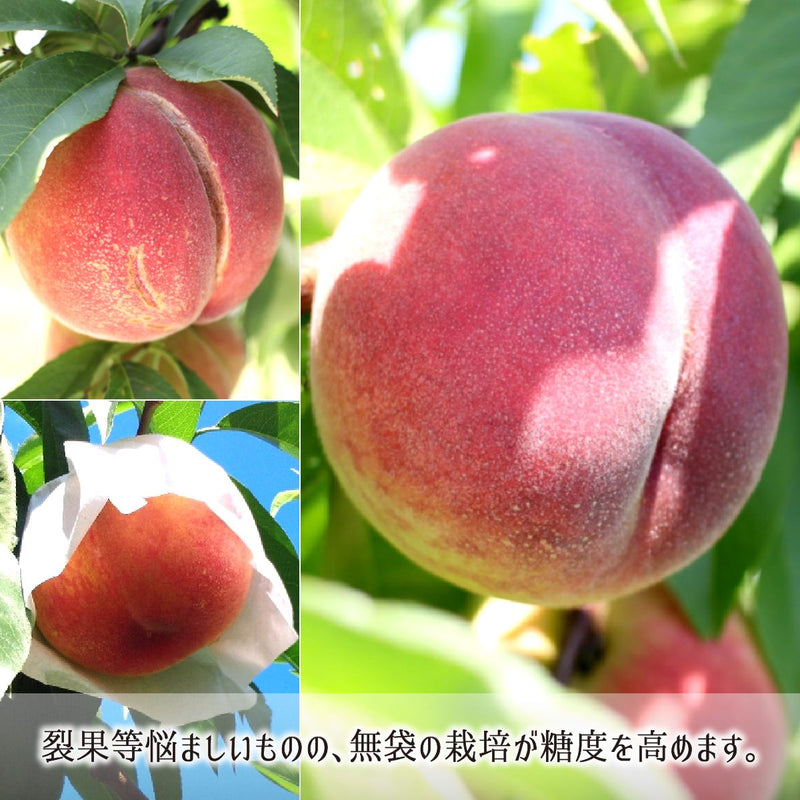 糖度と栄養高く無袋栽培で完熟する赤く重い減農薬桃