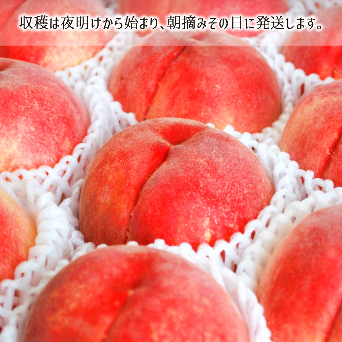 新鮮な桃 袋掛け栽培 たくさん入ってます6kg もも用 果実袋 K-6 オレンジ#7 Vカット 止め金有り 底有り 一重
