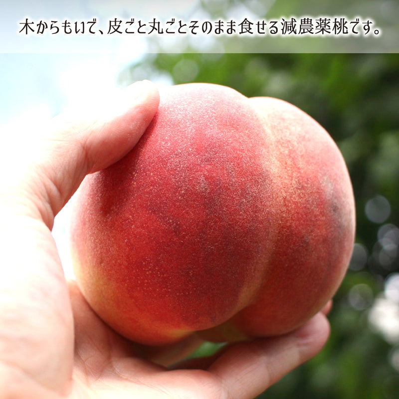 もいでそのまま食せる山形県産減農薬無袋栽培完熟桃