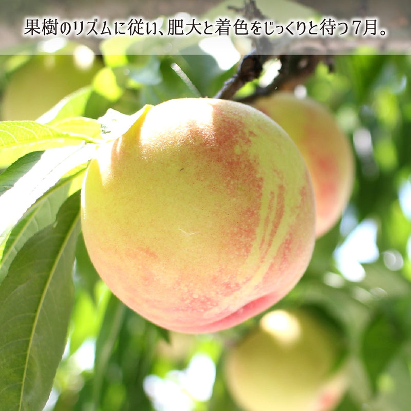 自然に従い育てる減農薬・有機肥料栽培の樹上完熟桃