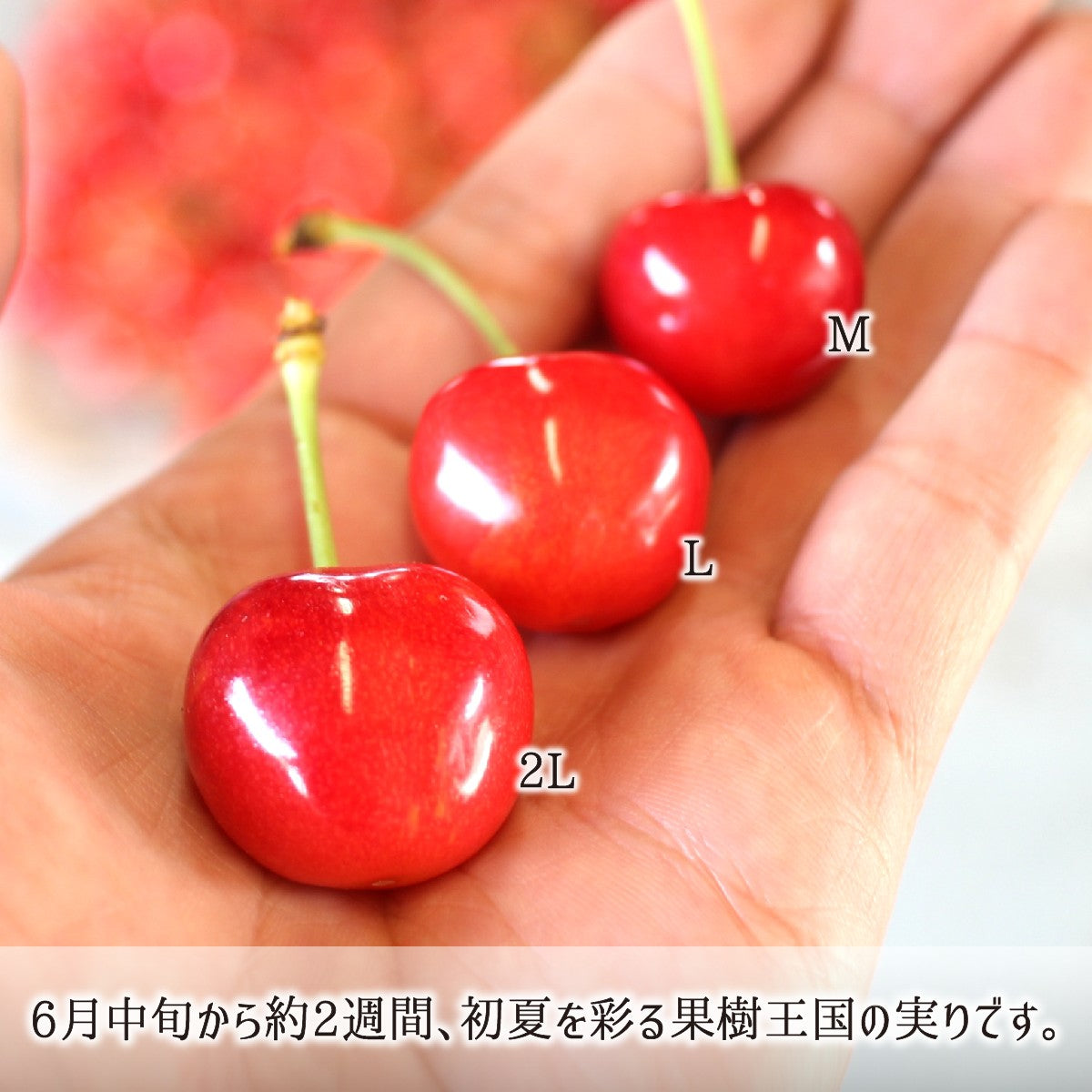 佐藤錦 秀品 M 2kg 特別栽培 さくらんぼ 山形県東根市産 減農薬