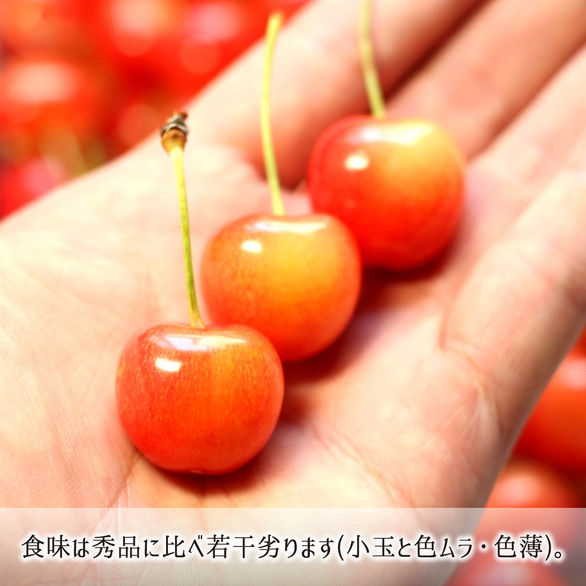 佐藤錦 訳あり(色ムラ・色薄) 2kg 特別栽培 さくらんぼ 山形県東根市産