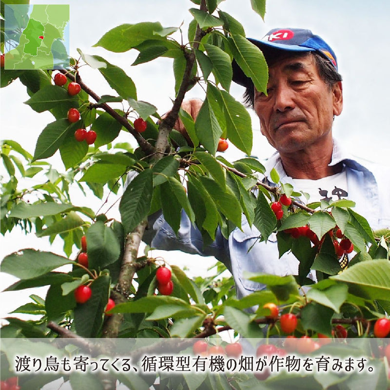 渡り鳥も寄ってくる減農薬畑で育つサクランボ紅秀峰