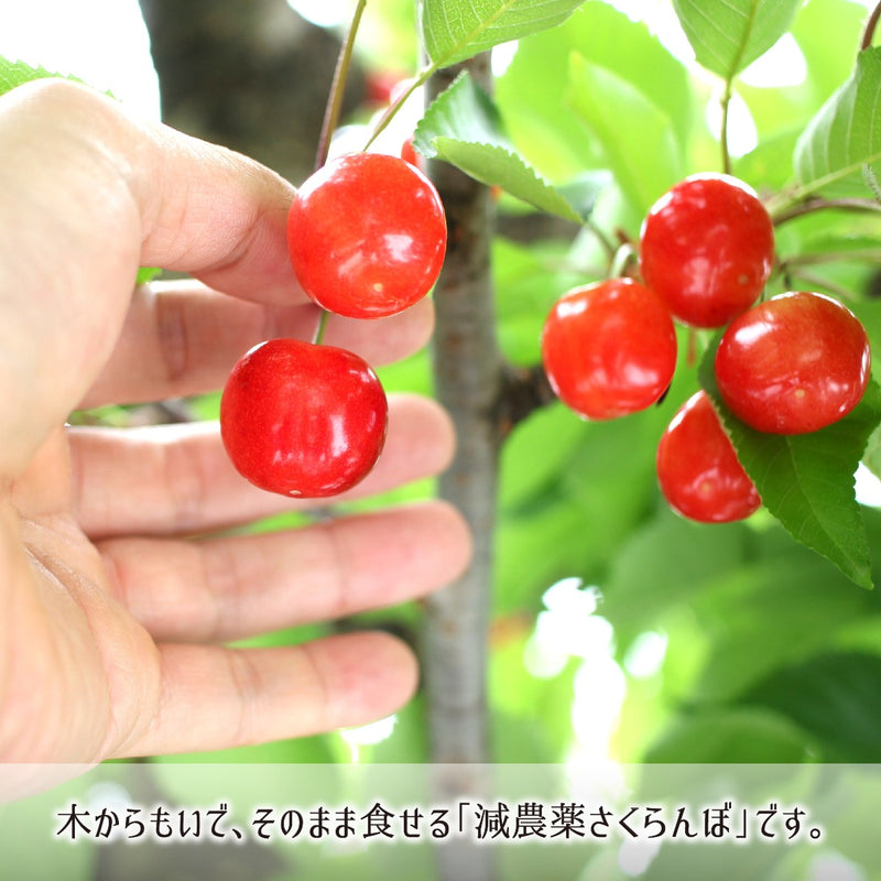 もいでそのまま食せる東根産減農薬さくらんぼ紅秀峰