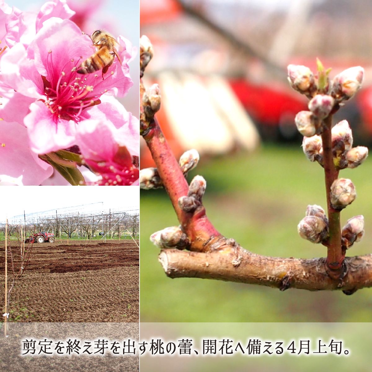 桃 黄金桃 秀品 約4.5kg 減農薬 無化学肥料 無袋 特別栽培 山形