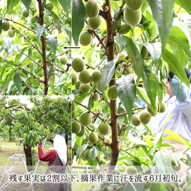 糖度や栄養を集中させる山形県産減農薬桃の摘果作業