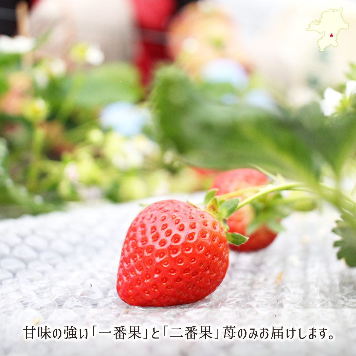 あまおう 270g×6 秀品 L～3L 苺 9割減農薬 無化学肥料栽培 福岡