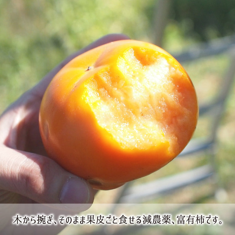 富有柿　無農薬　１.2キロ