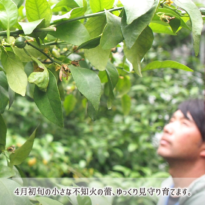 知る人ぞ知る鹿児島出水真鍋果樹園不知火(デコポン)