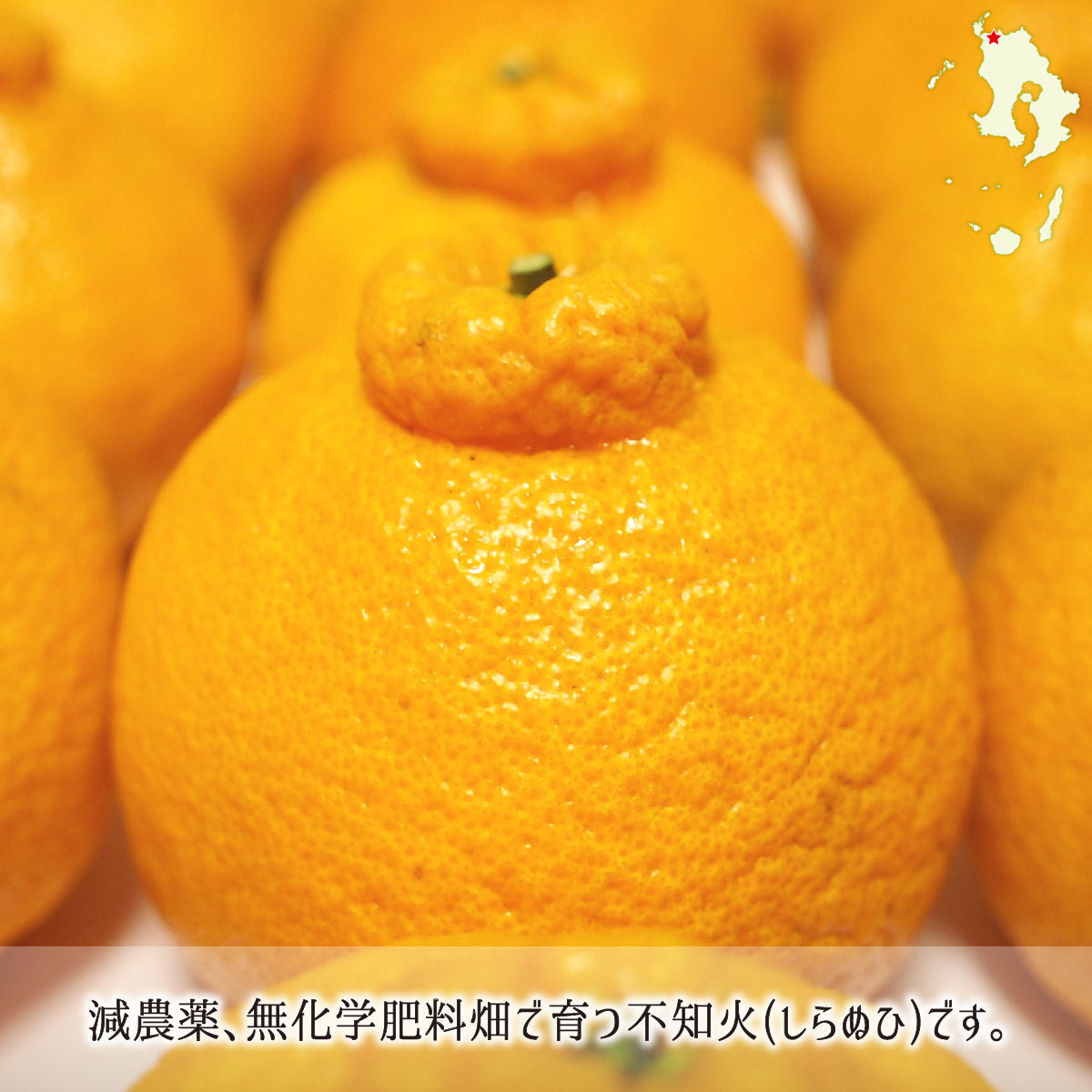 楽天市場】広島県 瀬戸田 デコポンの通販