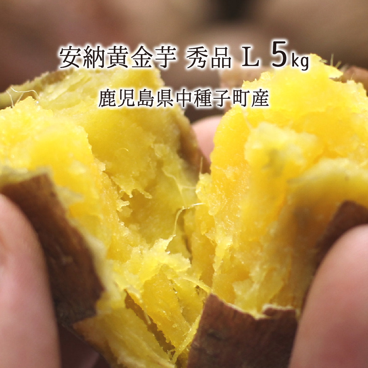 種子島安納いも黄金M１０キロ 安納芋/種子島直送/うずえ屋